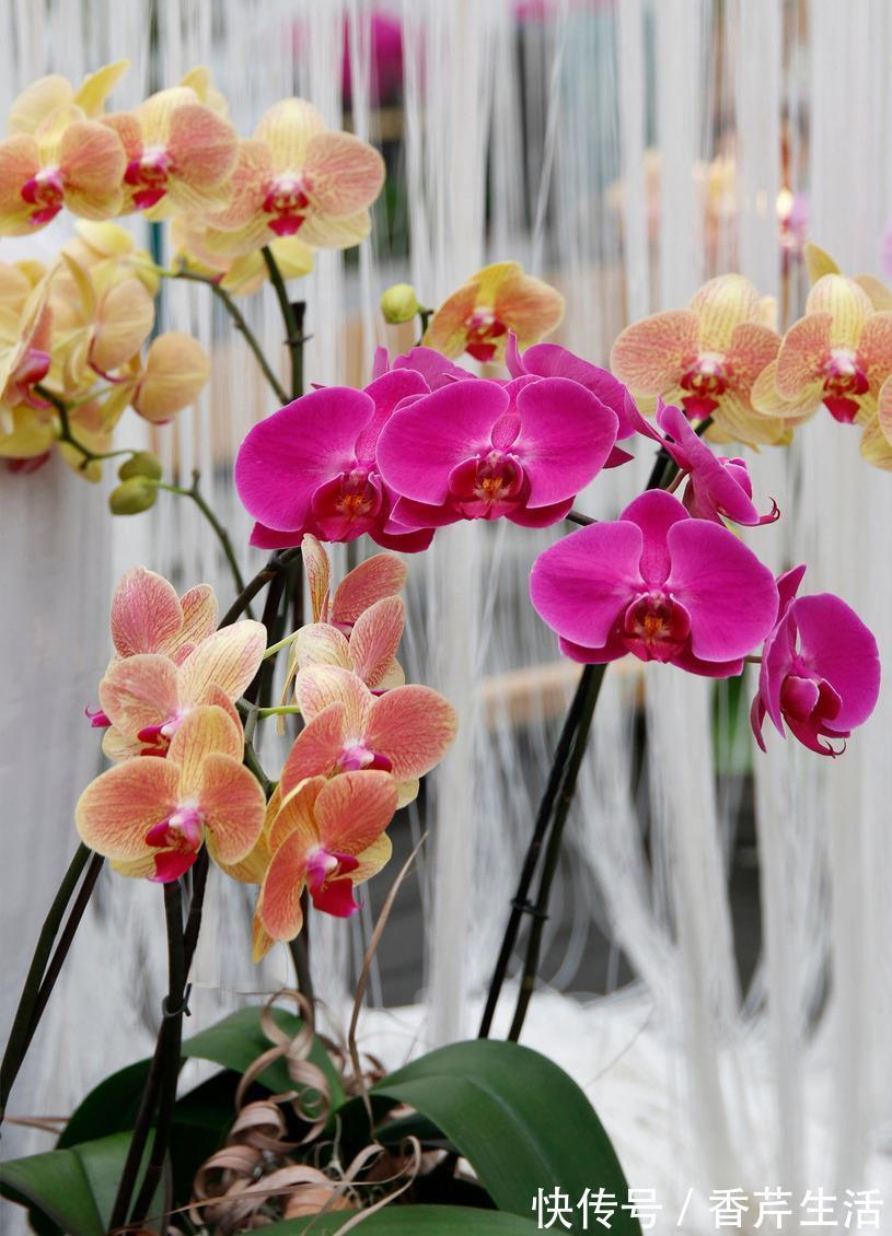 5种花，被称为冬天的“开花机器”，现在养一盆，过年正好赏花