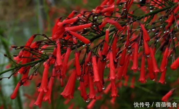 3种花冬季要“虐待”,最好一点水也不要浇,浇水反而会烂根!