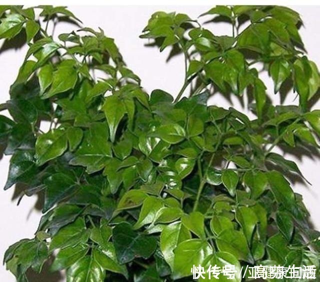 通风度|幸福的家里，就该养盆“幸福树”，四季常青，9月开出幸福花！