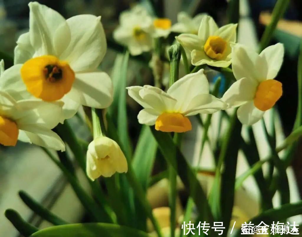 水仙花|6种花是一次性,开完可以扔了,别再浪费时间