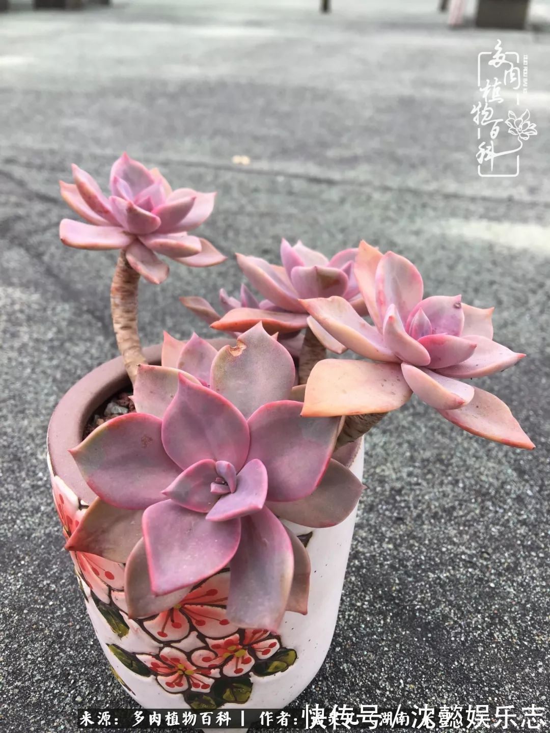 阳台党|邂逅多肉,爱折腾的阳台党,总能收获简单纯粹的快乐!