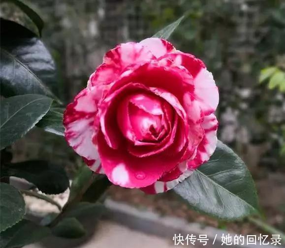 5种本木花卉,随便在家养一盆,瞬间提升档次