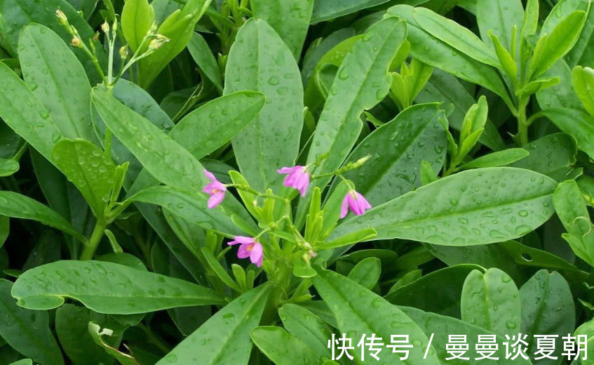 食客们|“土人参”农村人想吃多少摘多少，外面一斤40元比肉还贵！