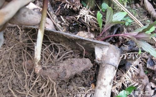 挖掉竹笋,也别伤到它,目前400元一公斤,野生不好找