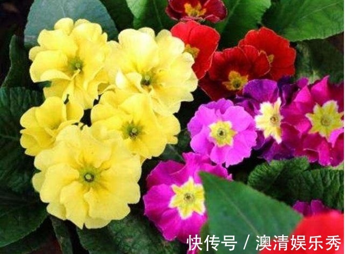 浇水|3种花养在家里,一整年都有好运气,开花漂亮财运来,一养就上瘾