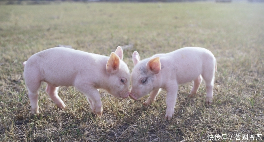 猪叫|明朝皇帝姓朱,“猪”与其同音,那么明朝的猪叫什么?