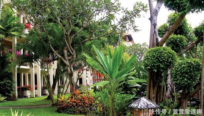 庭院种什么树最吉利，还好看？