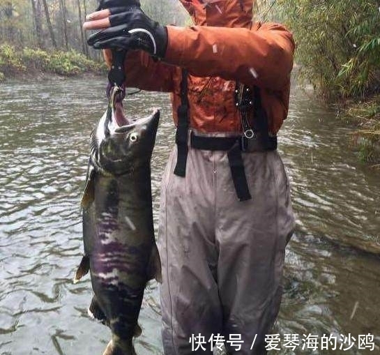 大马哈鱼|小伙在河中钓上一条大鱼高兴不已,拉倒岸上后所有人都吓蒙了!