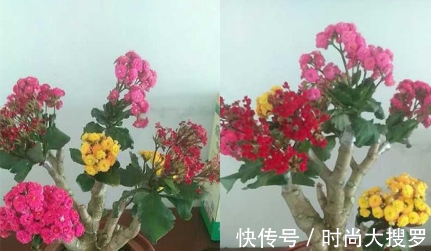 嫁接|养长寿花,用这法,1年就能成老桩,开满五色花,独特又吉祥