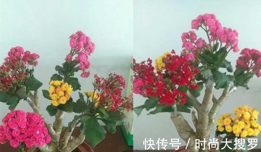 嫁接|养长寿花，用这法，1年就能成老桩，开满五色花，独特又吉祥