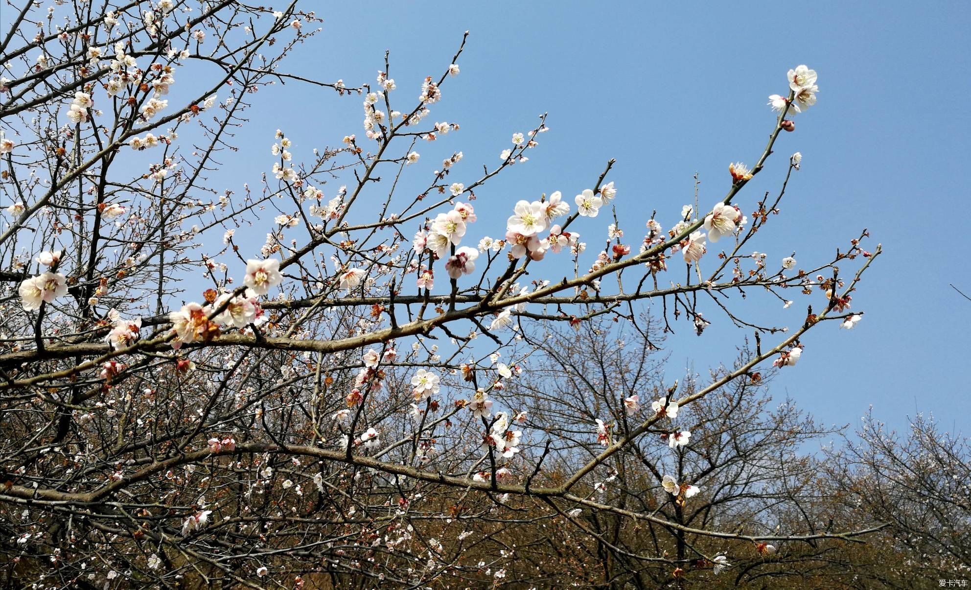 重游大坪山