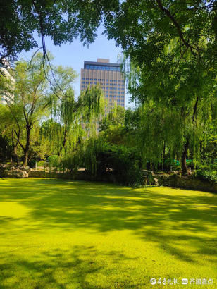 泉城公园|济南泉城公园浮萍遮满水面，一池静谧犹如绿毯