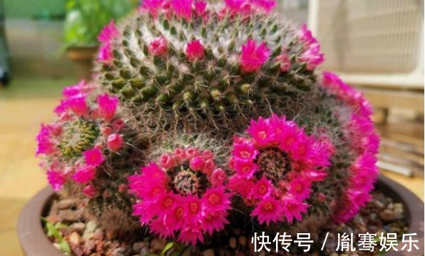 浇水|他养了1盆“仙人球”,开花100朵,漂亮极了,大家都说头回见