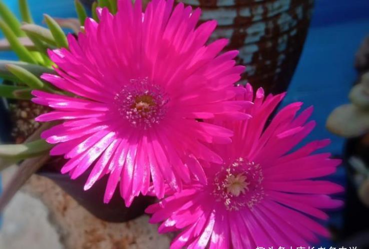 多肉奔龙开完花以后叶片软软的？问题可大可小，建议马上对照处理