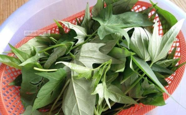 农村没人吃的一种植物的叶子,却被誉蔬菜皇后,大部分人不知道