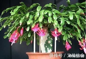 蟹爪兰多长时间浇一次水，多少才合适？