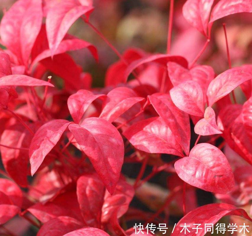 越冷叶子越红,对环境无要求,这样的植物你养过吗?