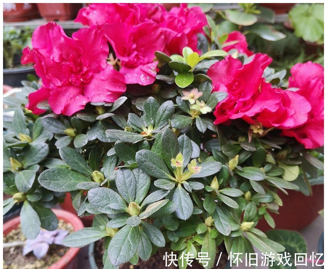 植株|5种喜“半阴花”,入冬以后多见阳光,长得旺早开花