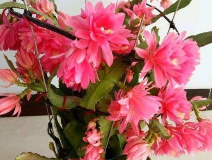 4种花寓意超好的,轻松长爆盆,花量大花期长,吉祥又喜庆