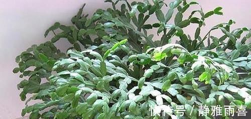 爆盆|养蟹爪兰做好三点，叶肥根壮，开花爆盆，养不好已成过去