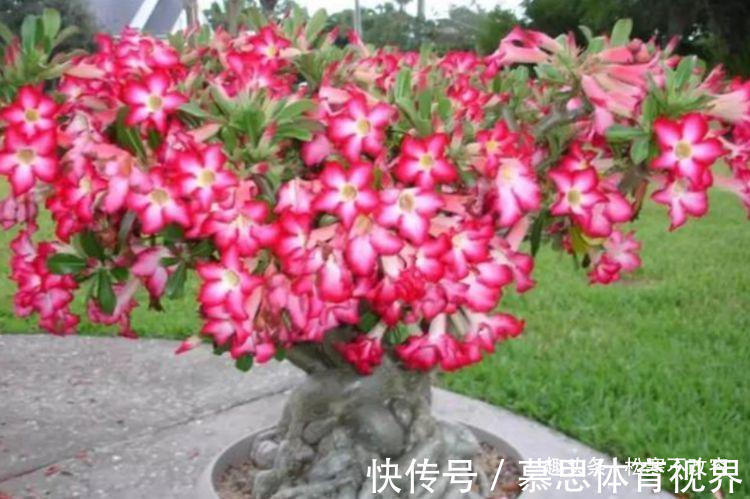 沙漠玫瑰沙漠玫瑰|养花就养这几款,旺财又养人,日子越过越好,值得拥有!