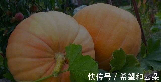 宝妈|贝贝南瓜,板栗南瓜,奶油南瓜,宝宝最喜欢哪种!