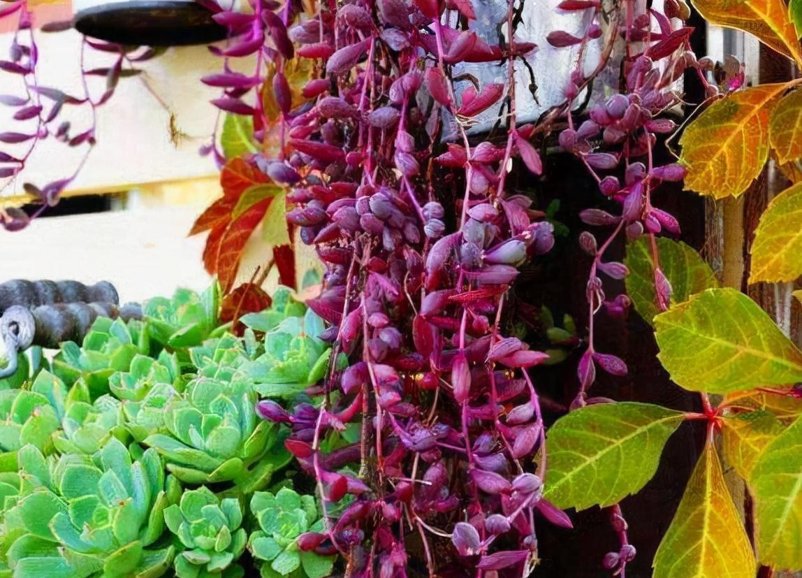 9种漂亮花，现在扦插“正当时”，喜欢别错过