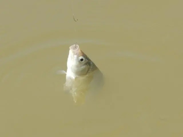 钓位细节没做好，渔获差10倍！这些知识点钓鱼人必须知道！