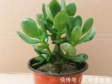 老花农养玉树20年，只做对5点，枝干粗壮，每年都开花