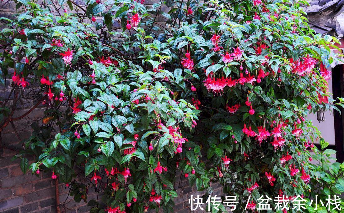 它盛开中的花朵像一个个灯笼,挂满枝头真喜庆,好看又好养