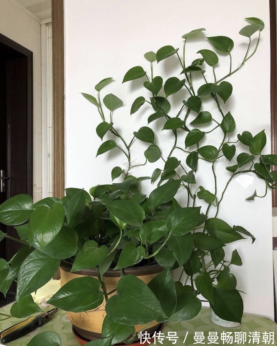 春季养绿萝，要注意“3点”，叶子更翠绿旺盛，容易爆盆