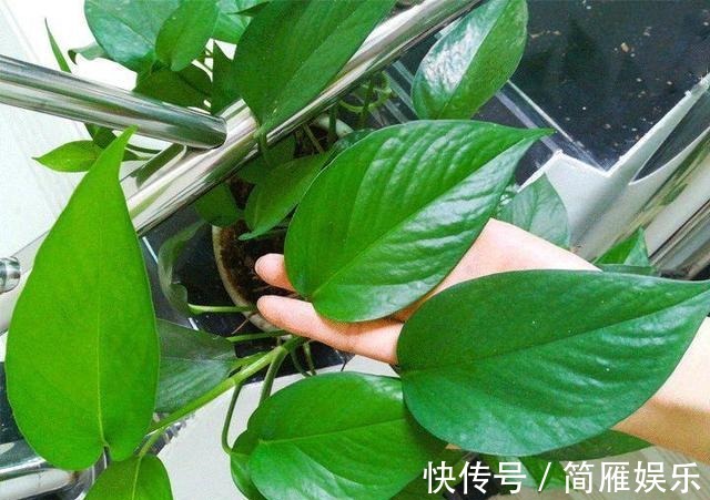 花卉|悄悄告诉你,养花高手都会的10个“小妙招”,学会以后,事半功倍