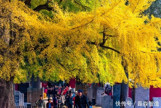  穿越|少林寺银杏树——穿越千年的美