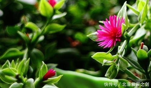 花卉市场逛一圈,这花比白菜还便宜,不买好亏