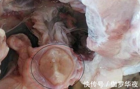 老表|农村小伙钓鱼钓到二十多斤大鱼,杀鱼时在体内发现了...