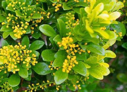 窗口边养“米兰花”，喝点“小饮料”，花朵一开满阳台