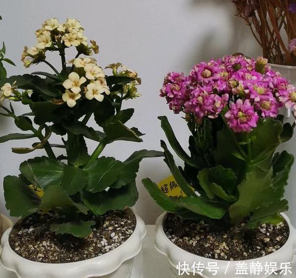 新手大岩桐、长寿花、虎皮兰、芦荟，一片叶子培育成一盆栽