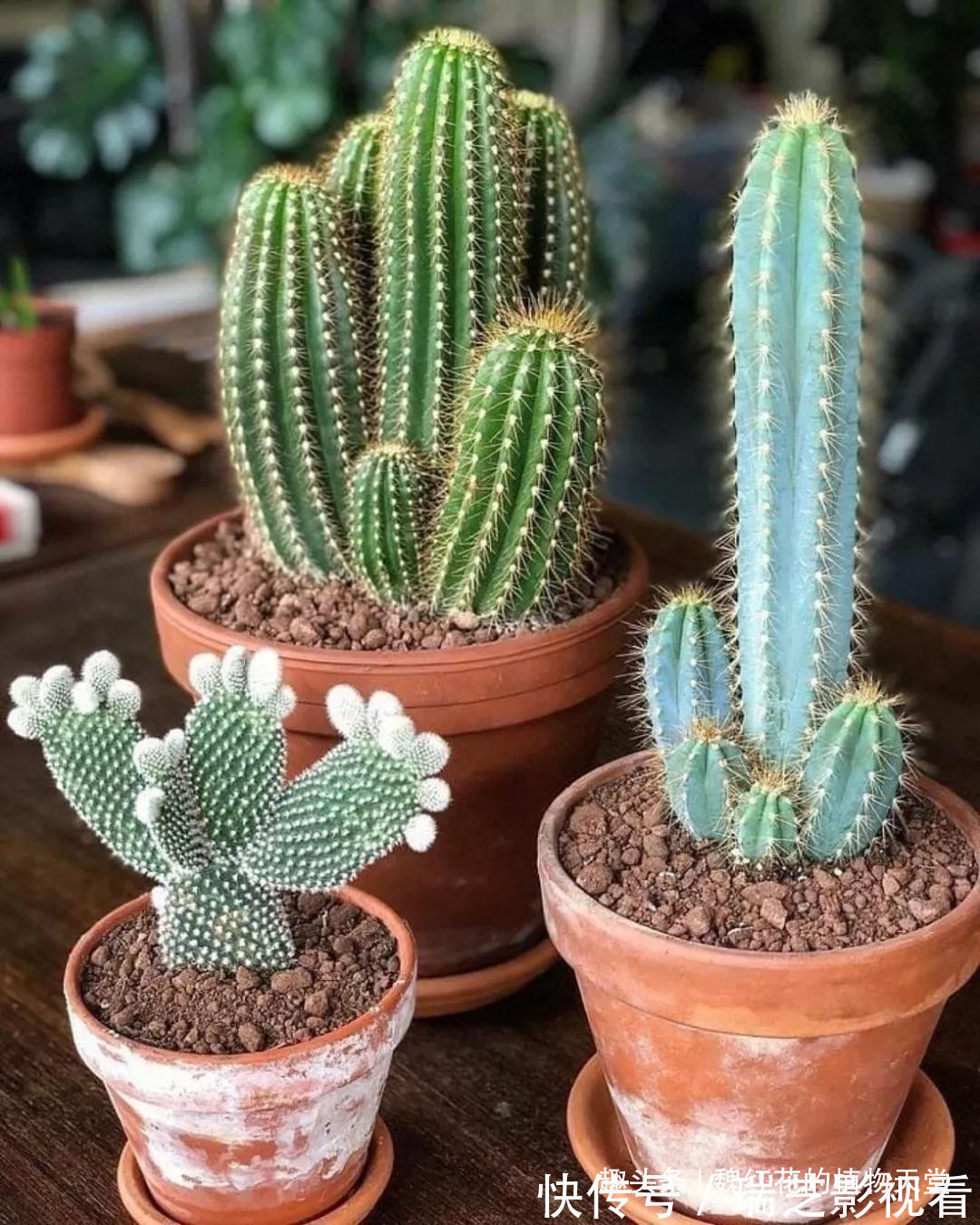 超级好养的8种花,1个月不浇水也死不了!