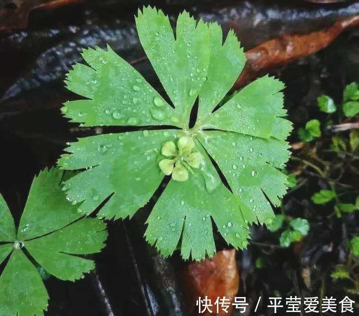 生存|秦岭发现奇特植物，只有一叶一花，很娇弱却从恐龙时代生存到现在