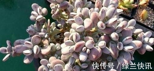 乒乓|5款多肉,都属于“福娘系”,家里养几盆,福气满满、十分可爱