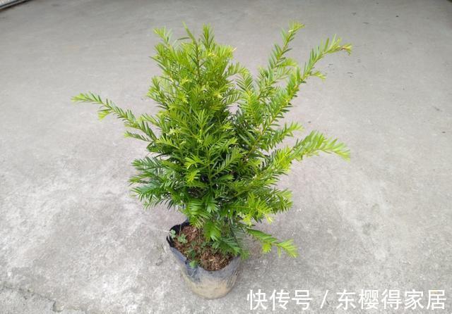 授粉|红豆杉只开花不结果，只要找准原因及时解决，满树结满红果果