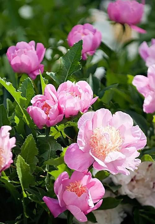 什么花最好看？