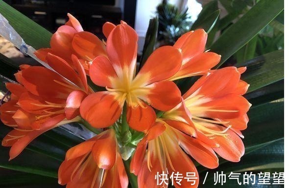白酒|君子兰不开花,喝上一口“白酒”,50天后开花爆盆,快学起来吧