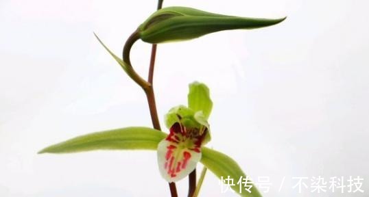 好的寒兰，叶是怎样的？花是怎样的？整体形态又是怎样的