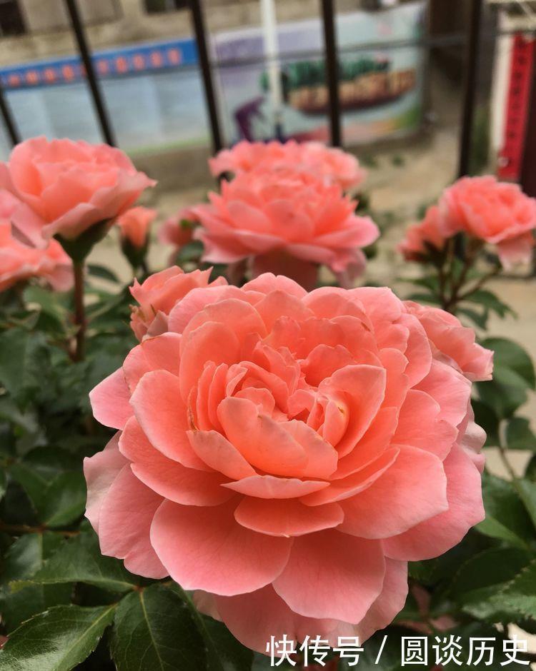 营养土|开花最香的5种花,家里养一盆,满屋飘香,养庭院,十里飘香