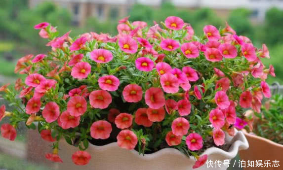 美女|5种懒人花卉,耐旱耐晒,越不管长得越好,盆栽轻松长爆盆!