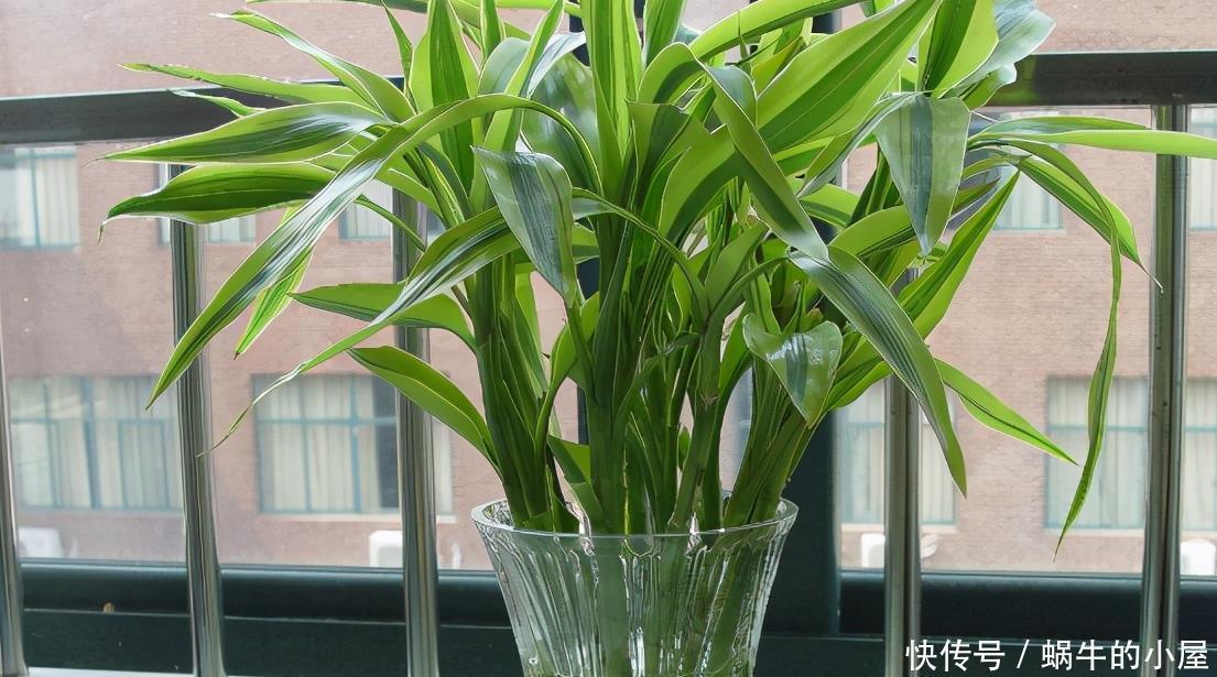 进入1月,给家里养“3种花”,寓意好、空气清新,越养越喜欢