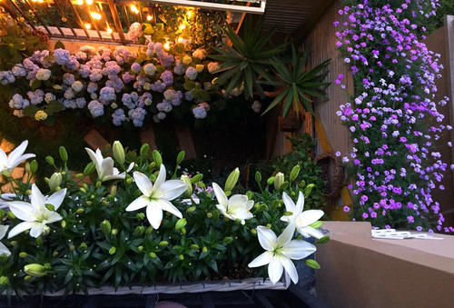 30㎡阳台改造的植物花园，网友直呼：这是我见过最美的阳台花园