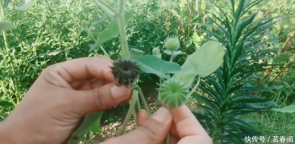 以前农村娃抢着吃的野果,剥开后果肉像白芝麻,越吃味道越香