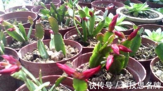 养花别再买多菌灵了,用它来代替,植株生根快,还能省下不少钱